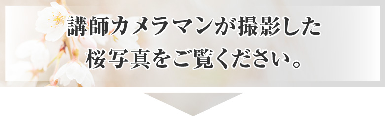 講師カメラマンが撮影した桜写真をご覧ください。